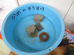 園児が飼育しているカメ