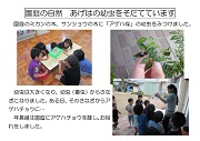 あげはの幼虫をそだてています